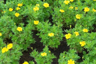 Kadife çiçeği çiçek çiftlik arka plan olarak