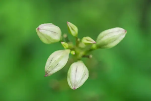 Belle fleur comme fond et texture — Photo