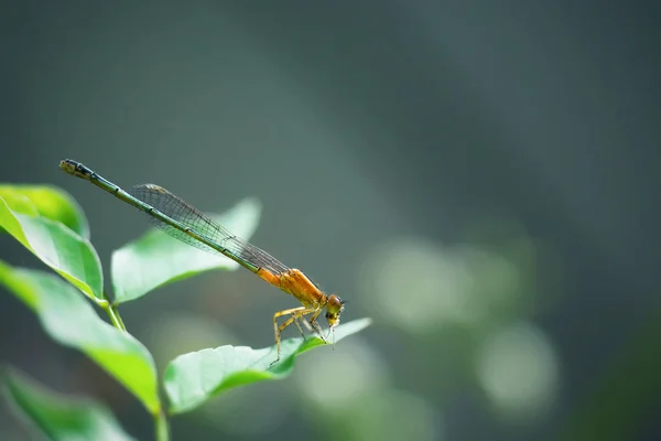 Dragonfly with its prey — Stock Photo, Image