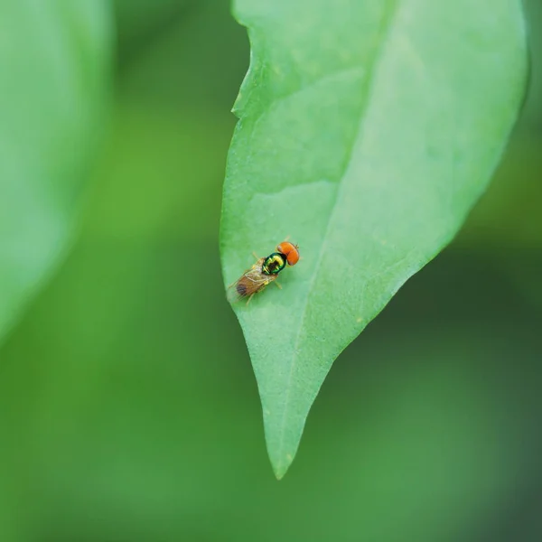 Syrphus ribesii eristalis poleiro ov folha verde — Fotografia de Stock