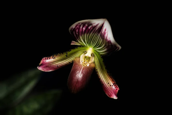Paphiopedilum villosum., ORCHIDACEAE., Paphiopedilum villosum (L — Foto Stock