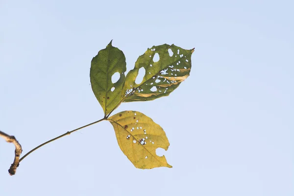 Leaf with holes, eaten by pests isolated on white background — Stock Photo, Image