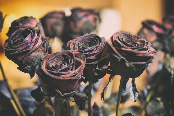 Fresh Rose black baccara in vintage style — Stock Photo, Image