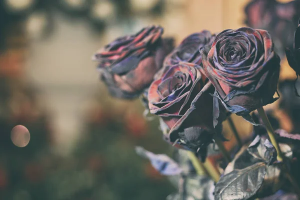 Rosa fresca baccara preto em estilo vintage — Fotografia de Stock