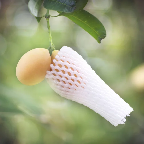 Ripe plango fruit wraped by foamnet hanging on tree — Stock Photo, Image