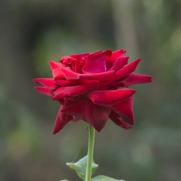 Closeup červená růže nad zelenou přírodou pozadí — Stock fotografie