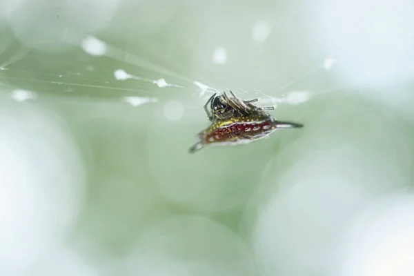 Aranha na teia sobre fundo verde — Fotografia de Stock