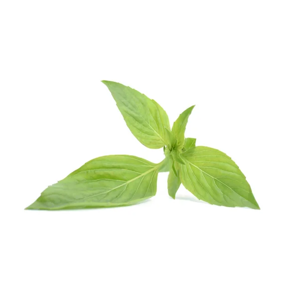 Süßes Basilikumblatt, frisches Gemüse und Kräuterisolation auf weißem Hintergrund — Stockfoto