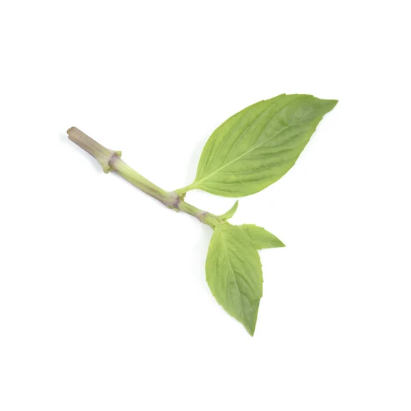 Folha de manjericão doce, vegetal fresco e isolado de ervas no fundo branco — Fotografia de Stock