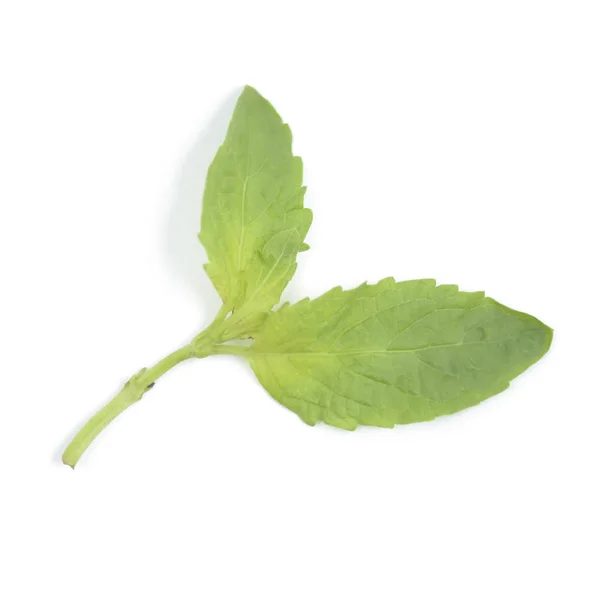 Feuille de basilic, Isolat de légumes frais et d'herbes sur fond blanc — Photo