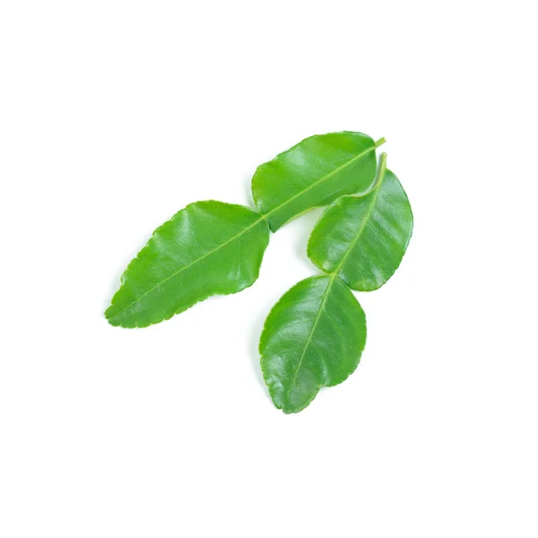 Kaffir-Limettenblätter, frisches Gemüse und Kräuterisolation auf weißem Hintergrund — Stockfoto