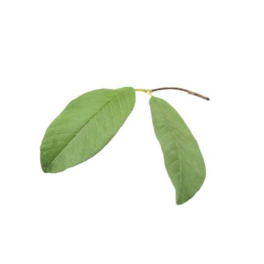 Beyaz arka plan üzerinde izole guava yakın bırakır