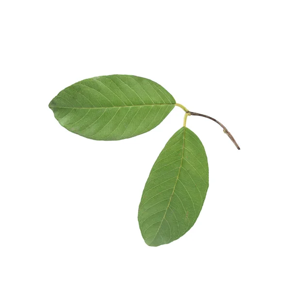 Guava leaves close up isolated on white background — Stock Photo, Image