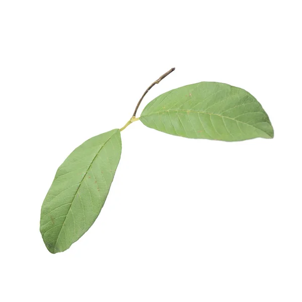 Guava leaves close up isolated on white background — Stock Photo, Image