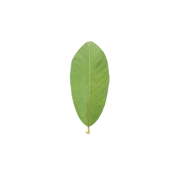 Guava leaves close up isolated on white background — Stock Photo, Image