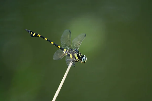 Dragonfly perching on branch — Stock Photo, Image