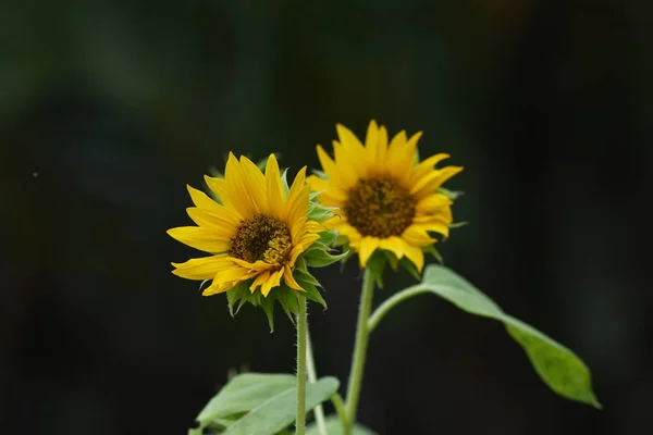 Yellow sunflower over dark background — Stock Photo, Image