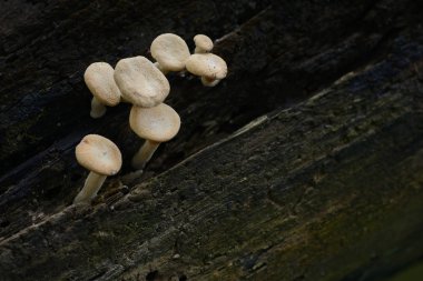 mantarı mantar çürümüş ahşap arka plan olarak üzerinde