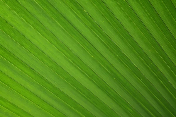 Texture of Plam and coconut leaf as background Stock Photo