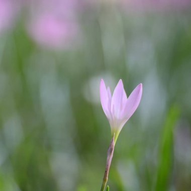 Çayır tarlasında Yağmur Zambağı çiçek çiçeği