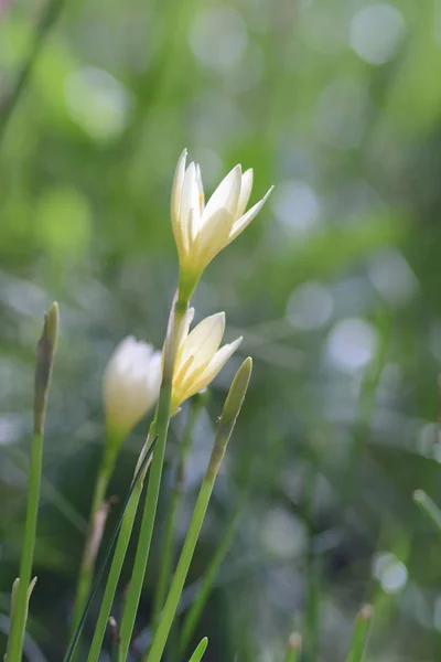 Deszcz Lily kwiat kwitnąć w polu łąki — Zdjęcie stockowe
