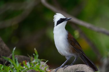 Arka plan olarak tıraşlama beyaz tepeli laughingthrush