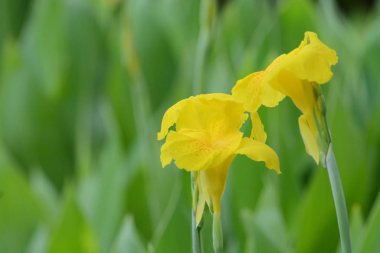 Canna Lily, arka plan olarak sarı çiçek