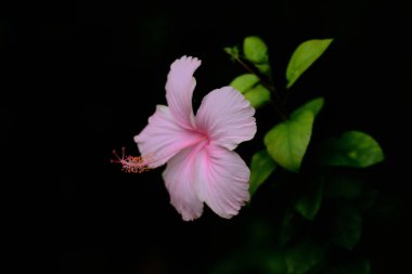 Bahçede açan pembe Hibiscus çiçeği.