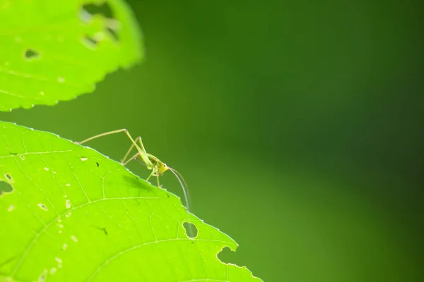 Gafanhoto em pé na folha verde — Fotografia de Stock