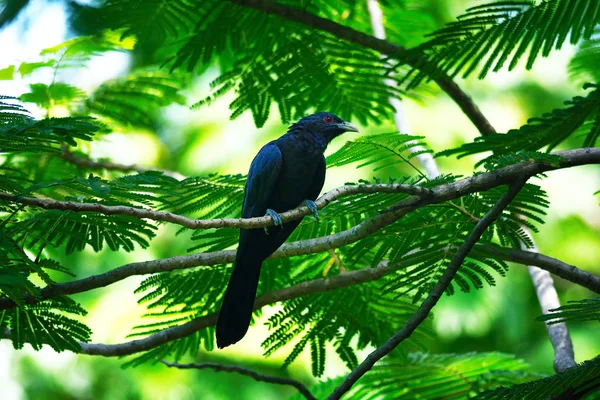 지점에 perching 아시아 koel 조류 (Eudynamys scolopaceus) 남성 — 스톡 사진