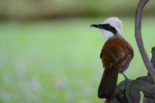 White-crested laughingthrush perching on branch as background — Stock Photo, Image