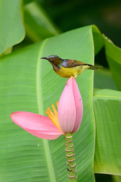 Brown-throated sunbird. — Stock Photo, Image