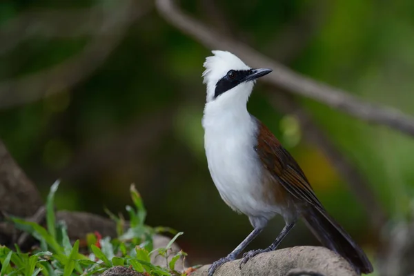 白冠 laughingthrush 作为背景的树枝上栖息 — 图库照片