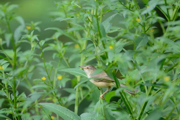 Obyčejný Prinia, pták prohlížení na větvi — Stock fotografie