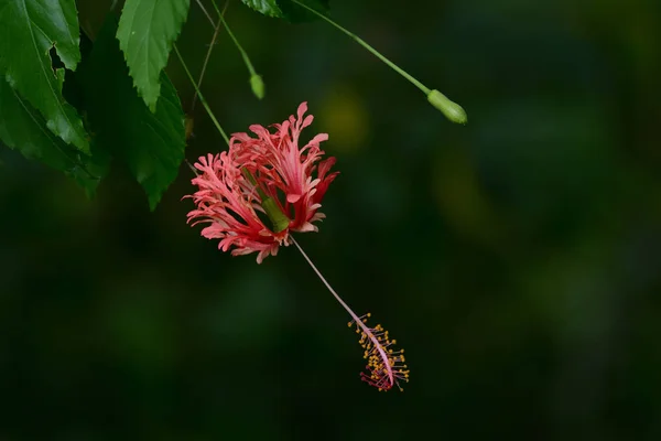 Bunga kembang sepatu berpinggiran di taman sebagai latar belakang — Stok Foto