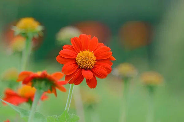 Zinnia in giardino — Foto Stock