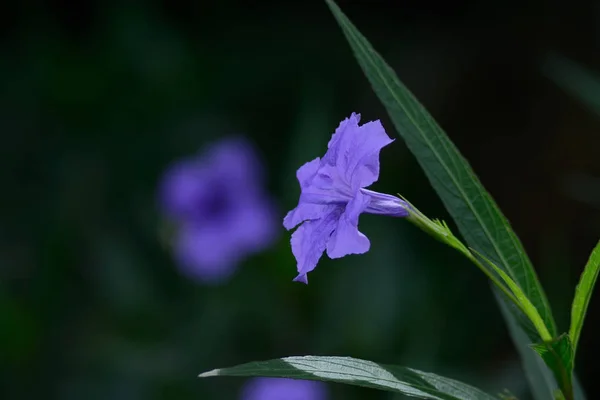 Ruellia tuberosa Blume im Garten als Hintergrund — Stockfoto