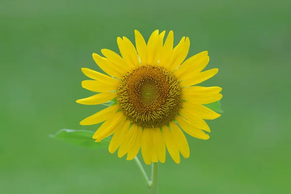 Yellow sunflower blossom over dark background — Stock Photo, Image