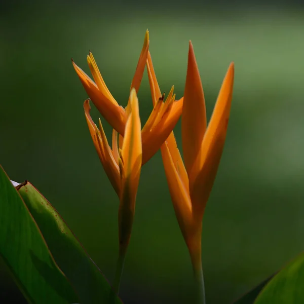 Pájaro del paraíso flor — Foto de Stock