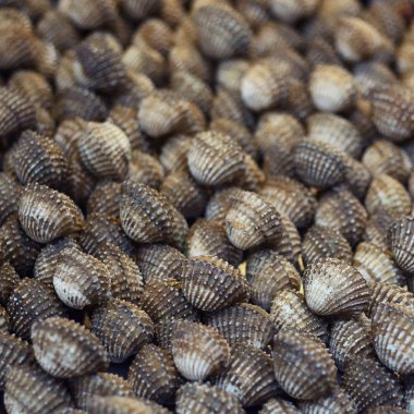 Tegillarca granosa, taze kan daraltan deniz ürünleri pazarında