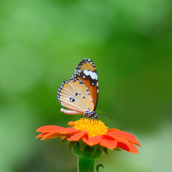 Closeup butterfly on flower (Common tiger butterfly)