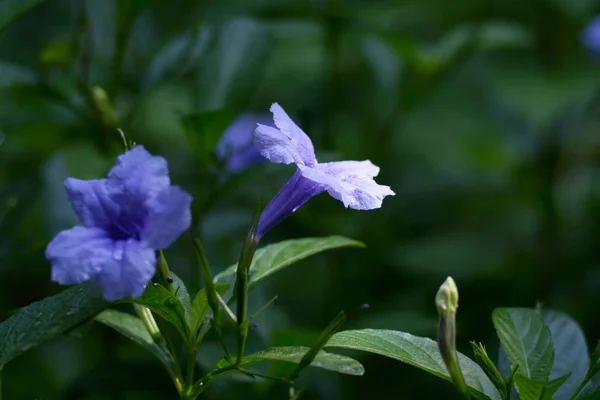 Violette Blüte: Ruellia tuberosa als Hintergrund — Stockfoto