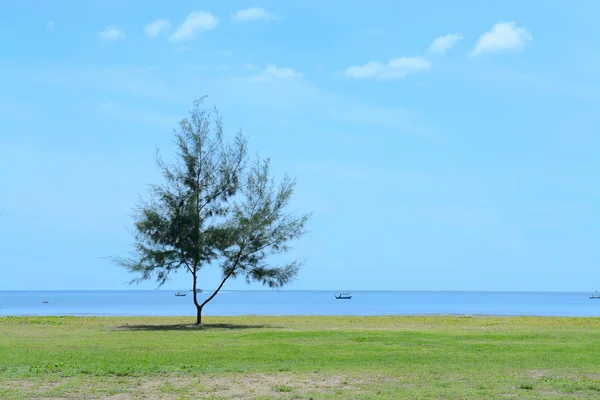 Naaldboom in de buurt van de zee tegen de blauwe hemelachtergrond — Stockfoto