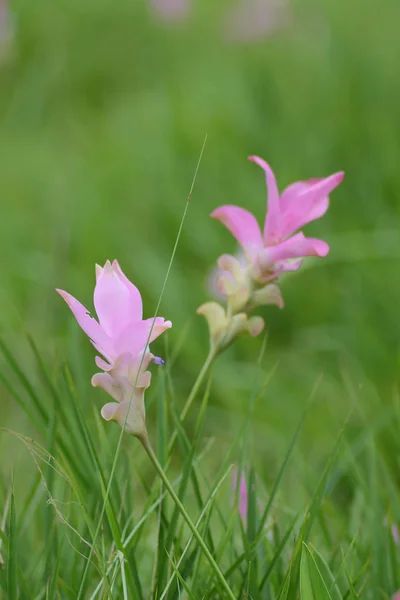 Pink flower (siam tulip) over green background — Stock Photo, Image