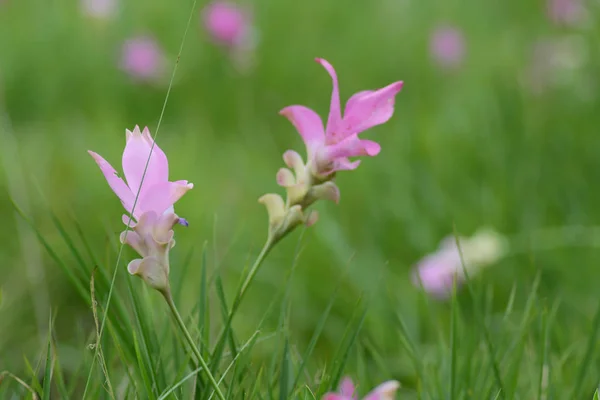 Siam tulips flowers blooming in meadow as background — Stock Photo, Image