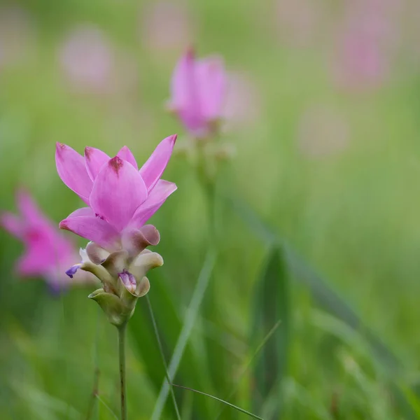 Siam tulip pink flower blooming in meadow as background — Stock Photo, Image