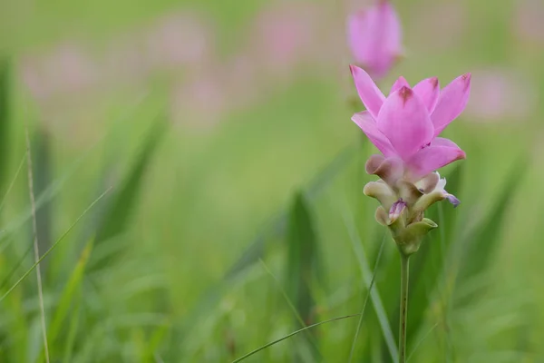 Siam tulip pink flower blooming in meadow as background — Stock Photo, Image