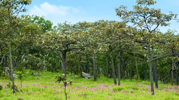 Сіам тюльпани квіти квітучі луг національної Par Pahinngam — стокове фото