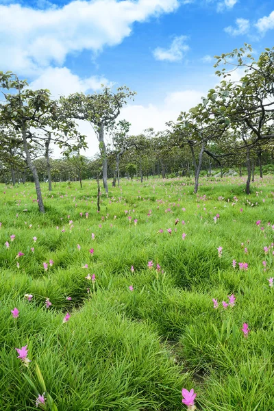 Siam tulips flowers blooming in meadow of Pahinngam National Par — Stock Photo, Image