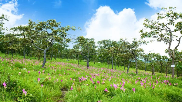 Pahinngam 国立パーの草原に咲くサイアム チューリップ花 — ストック写真